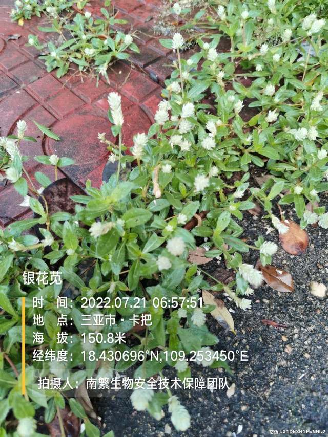 银花苋