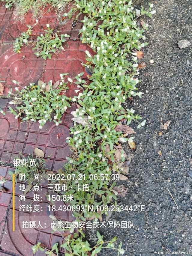 银花苋