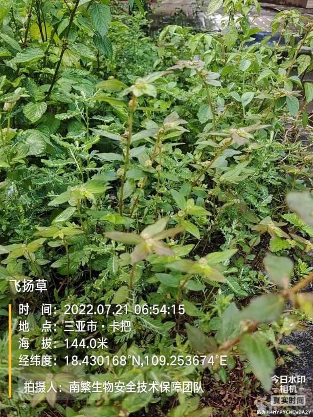飞扬草