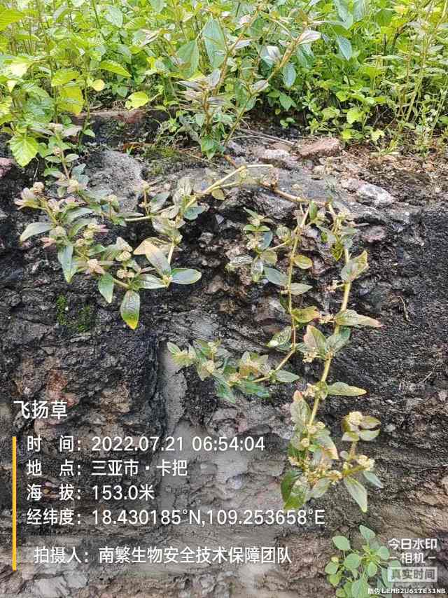 飞扬草