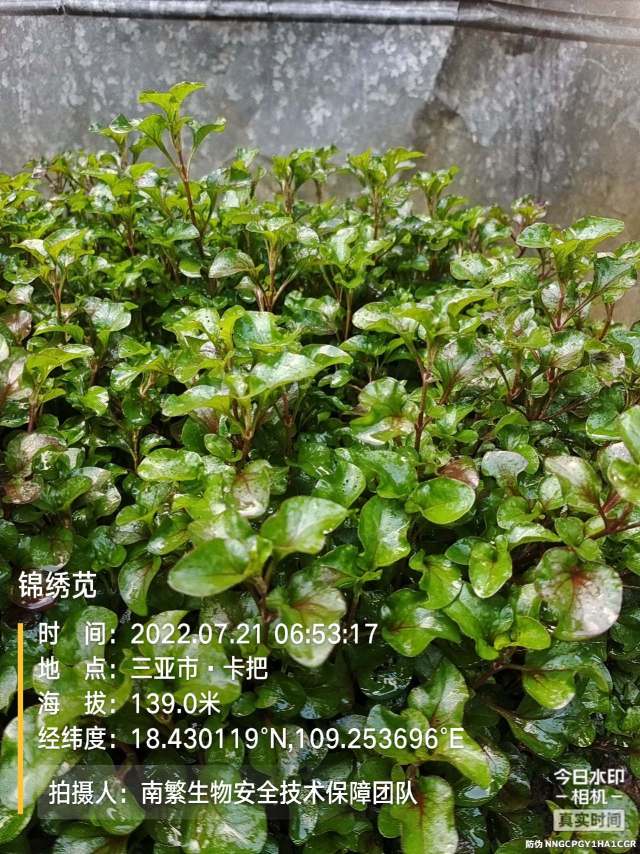 锦绣苋