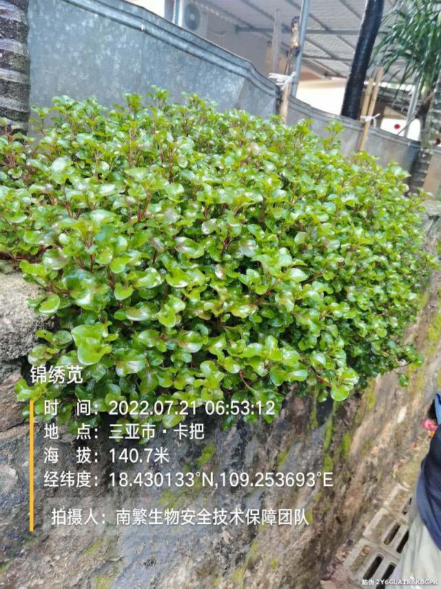 锦绣苋