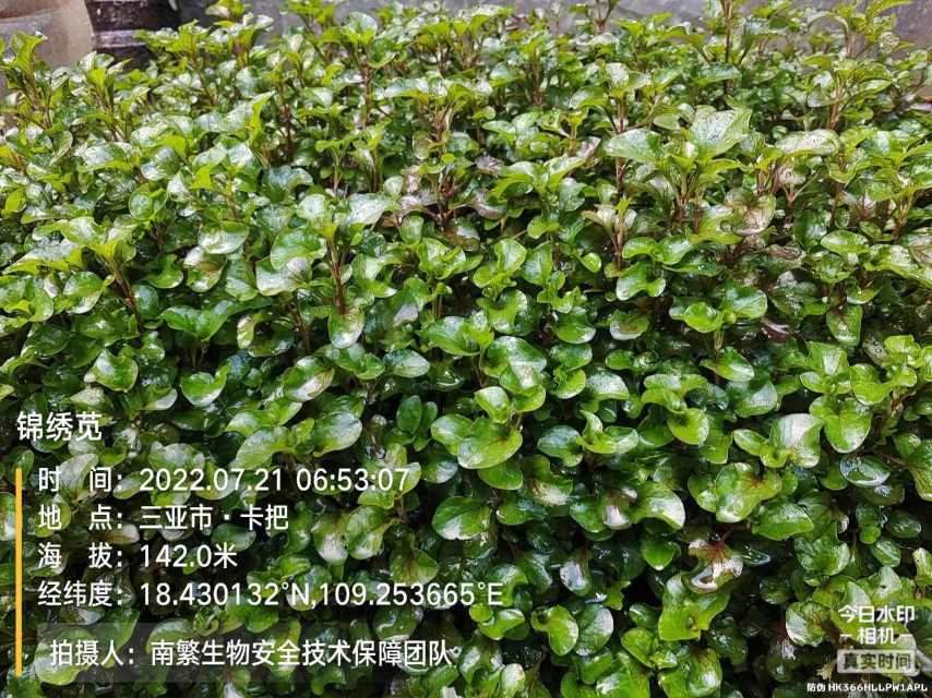 锦绣苋