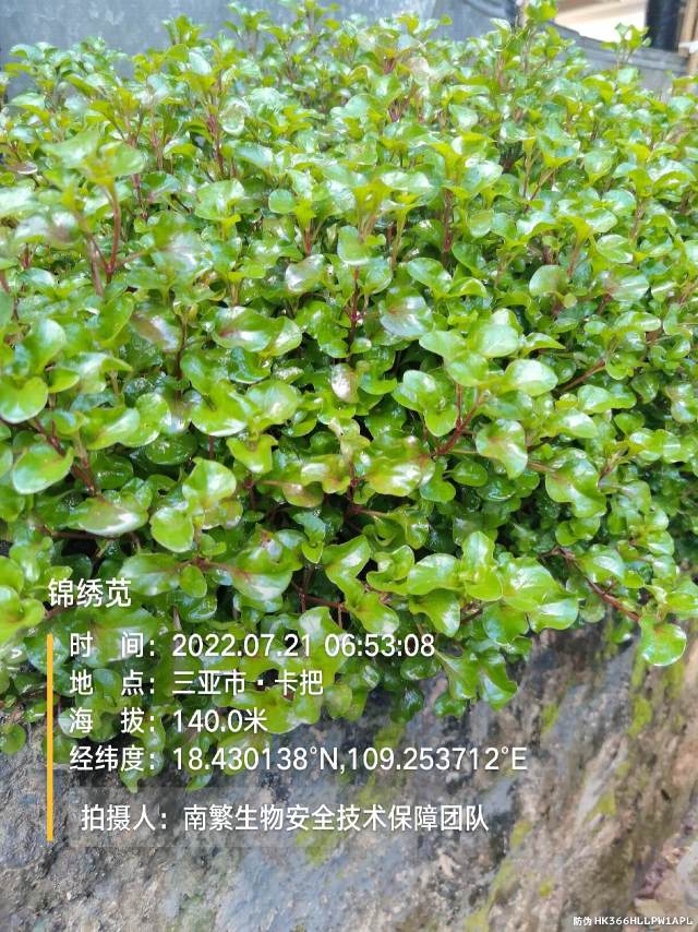 锦绣苋