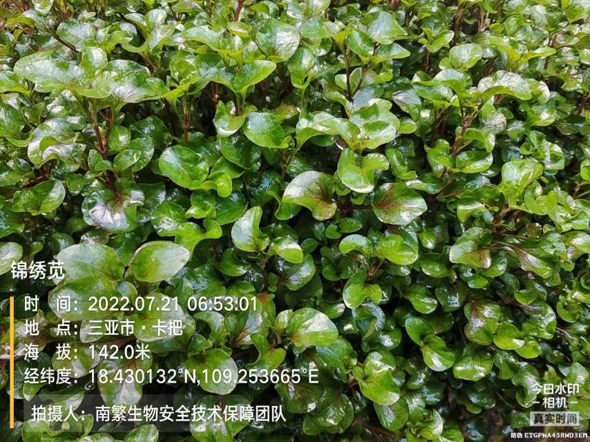 锦绣苋