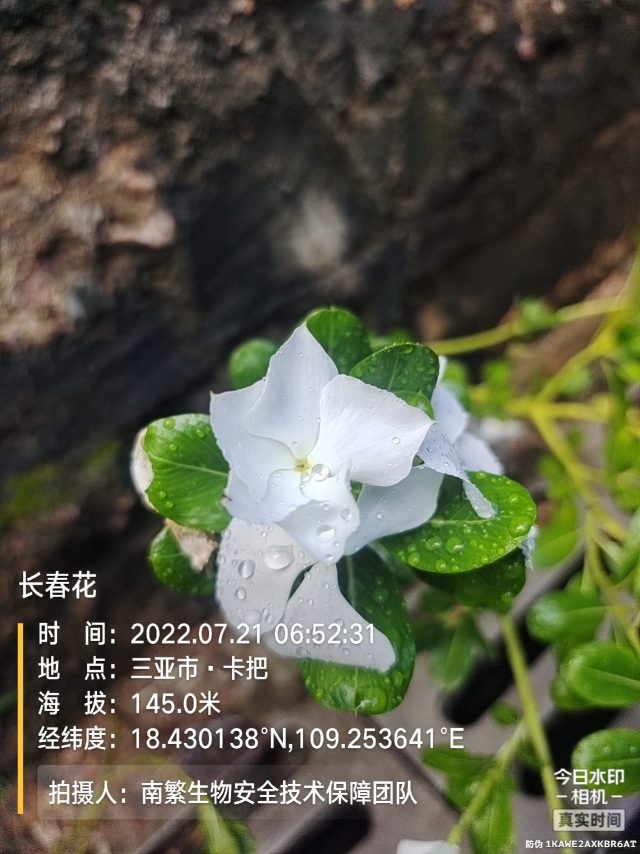 长春花
