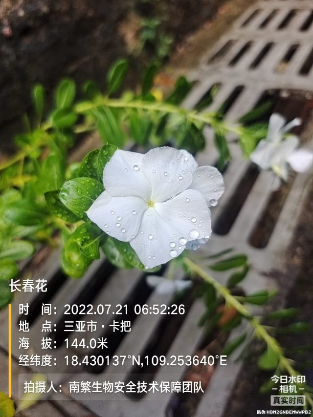长春花