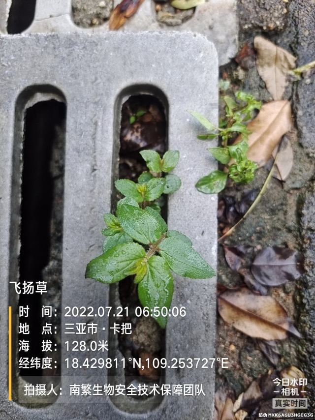 飞扬草