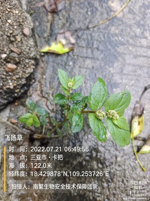 飞扬草