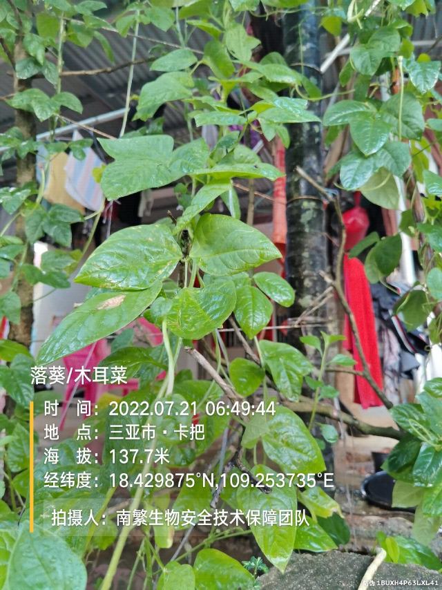 落葵/木耳菜