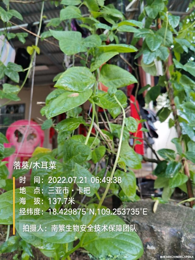 落葵/木耳菜