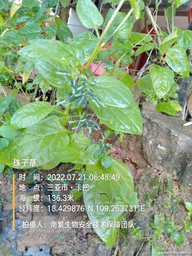 珠子草