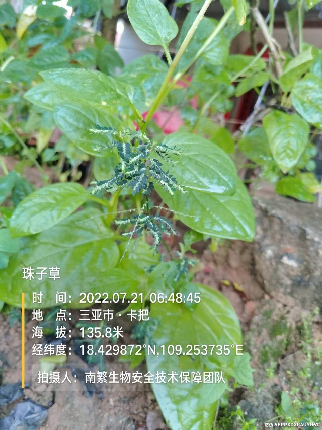 珠子草