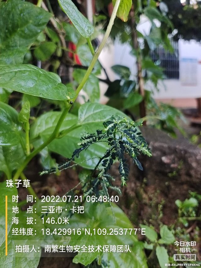 珠子草