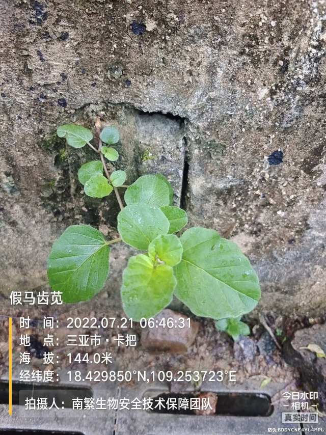 假马齿苋