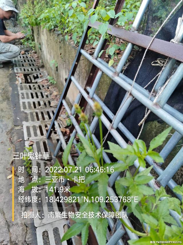 三叶鬼针草