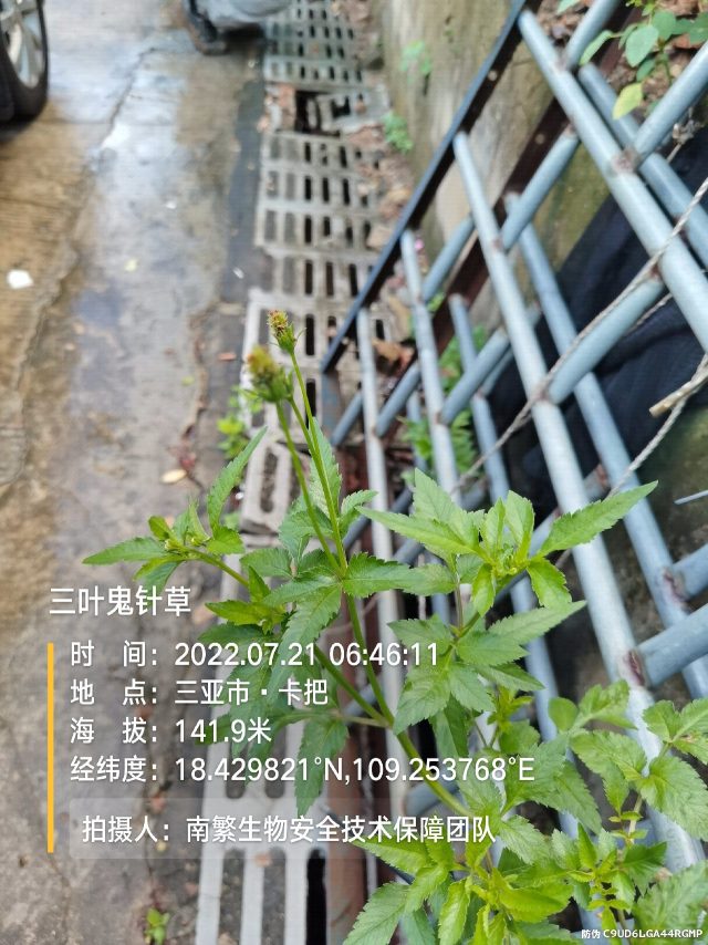 三叶鬼针草