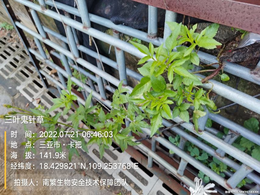 三叶鬼针草