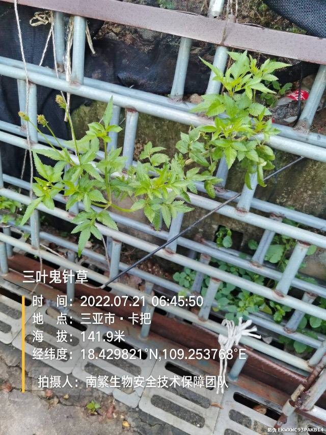 三叶鬼针草