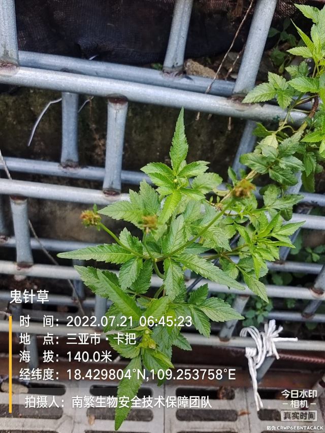 鬼针草