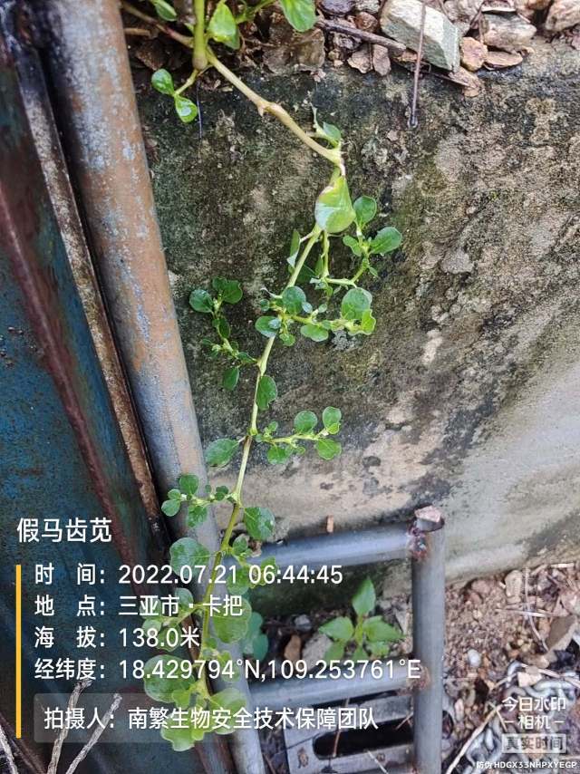 假马齿苋