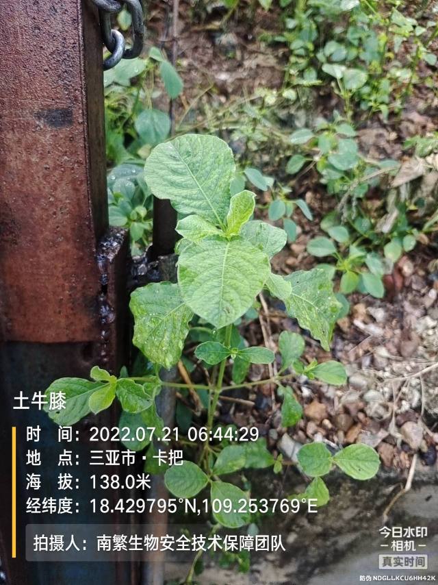 土牛膝