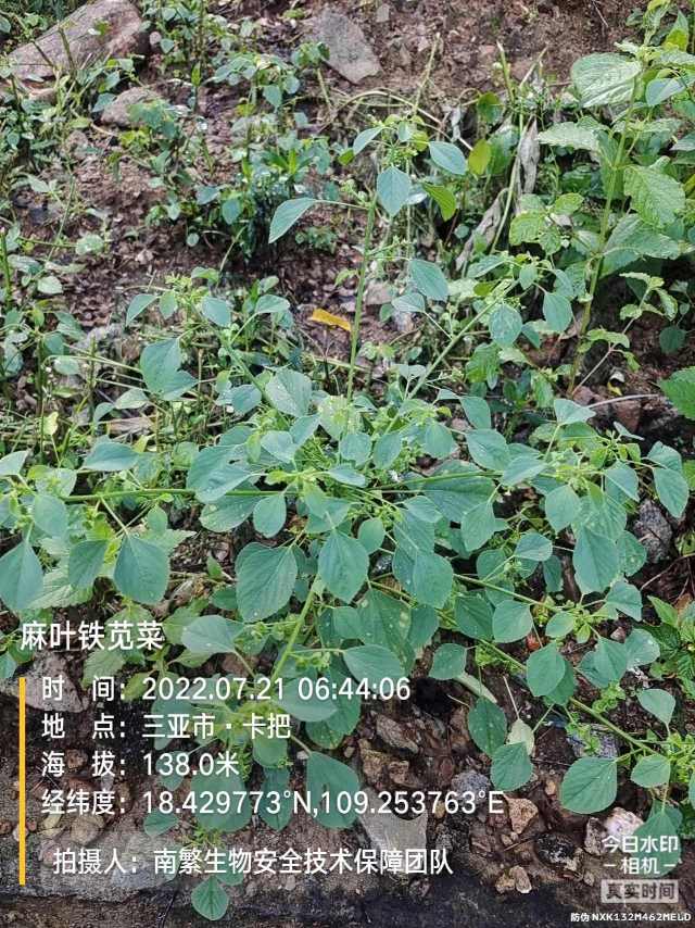 麻叶铁苋菜