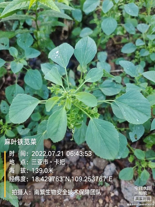 麻叶铁苋菜