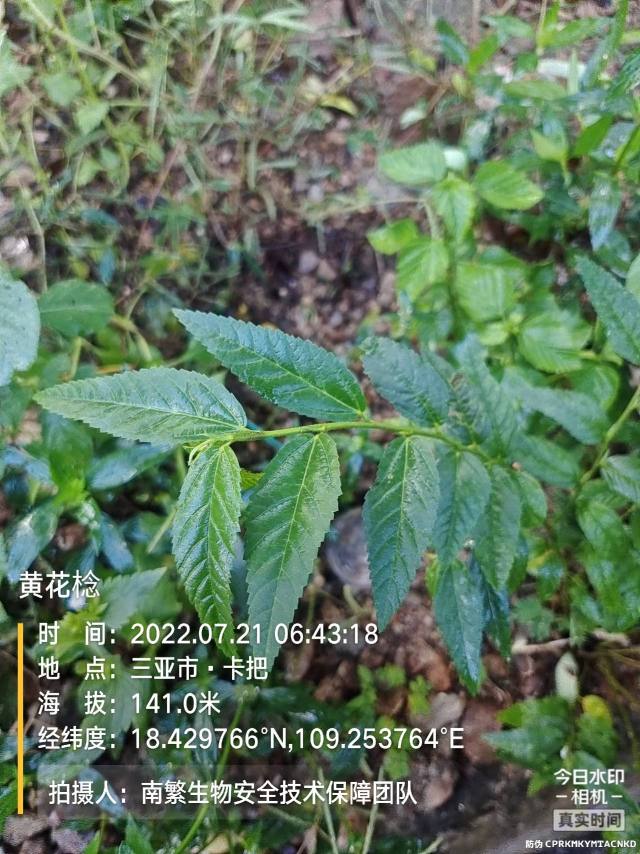 黄花棯