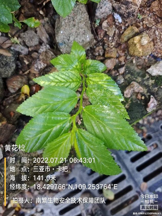 黄花棯