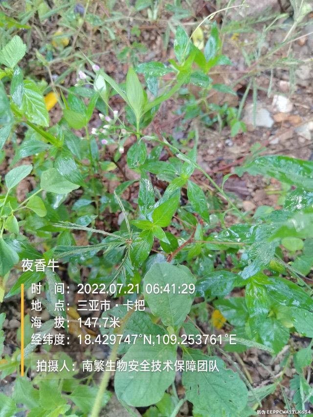 夜香牛