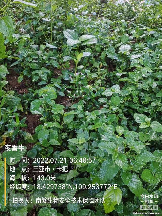 夜香牛