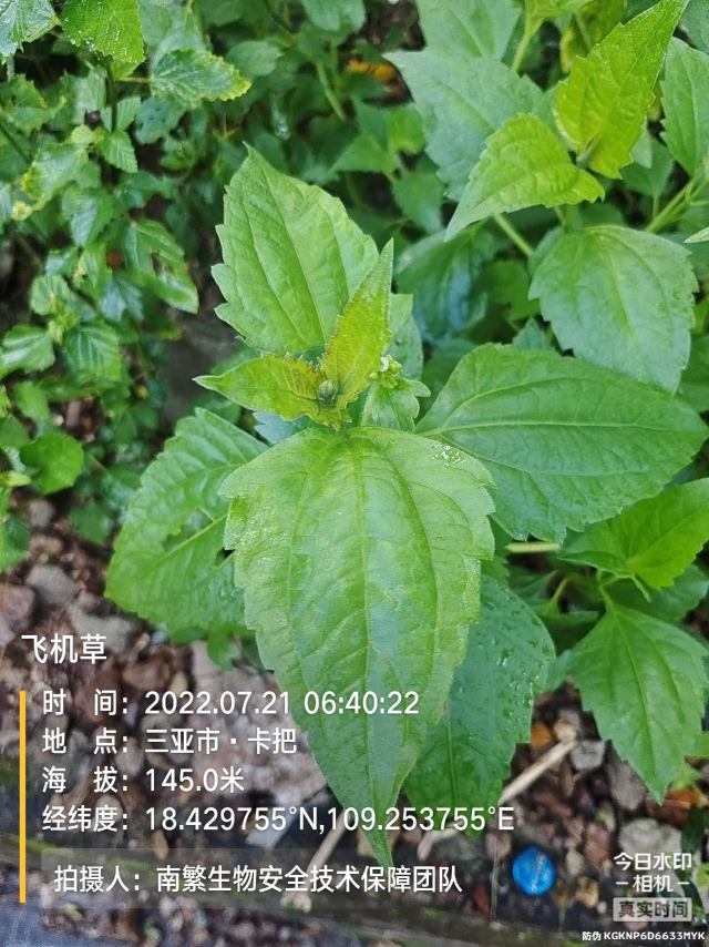 飞机草