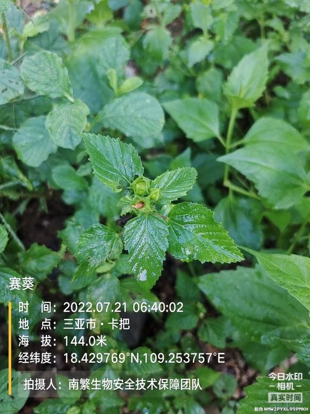 赛葵