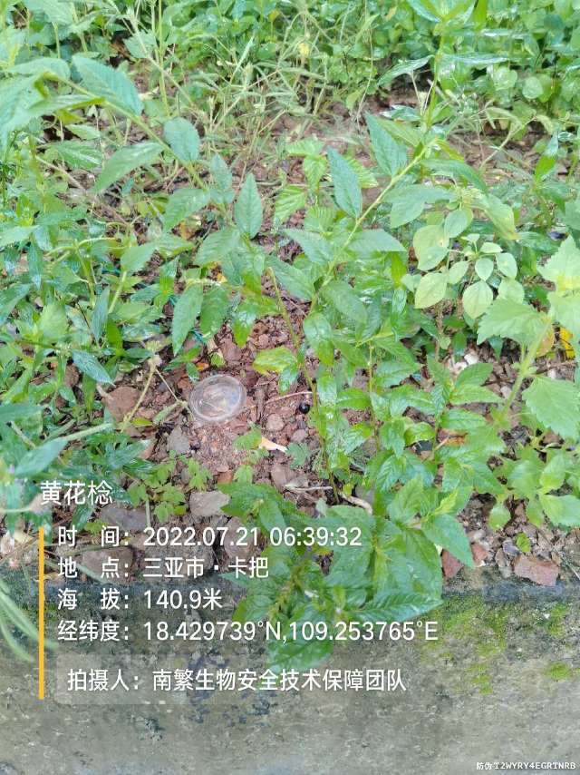 黄花棯