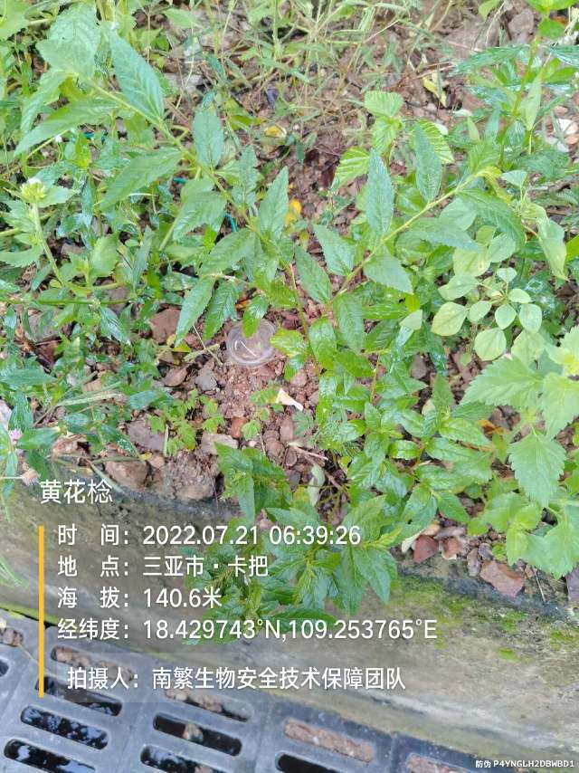 黄花棯