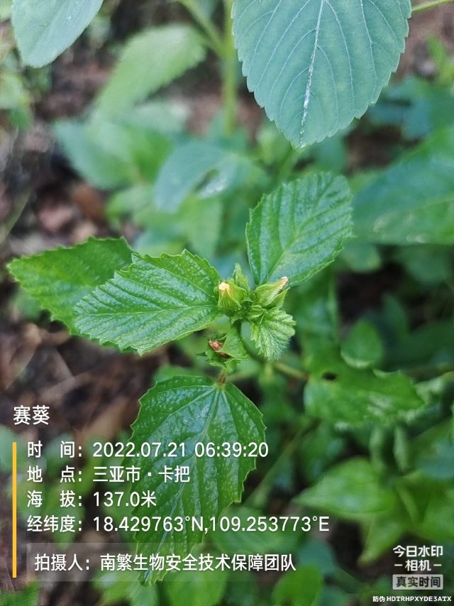 赛葵