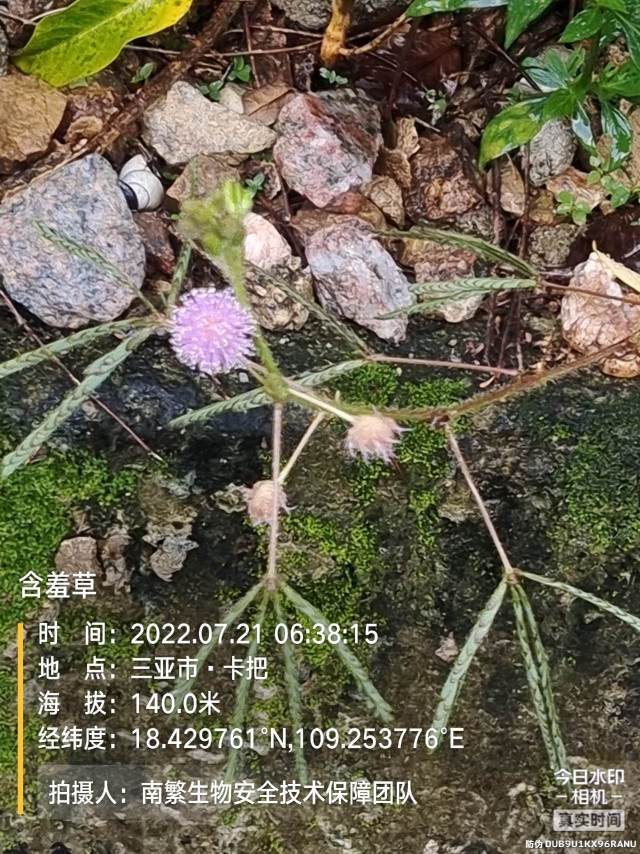含羞草