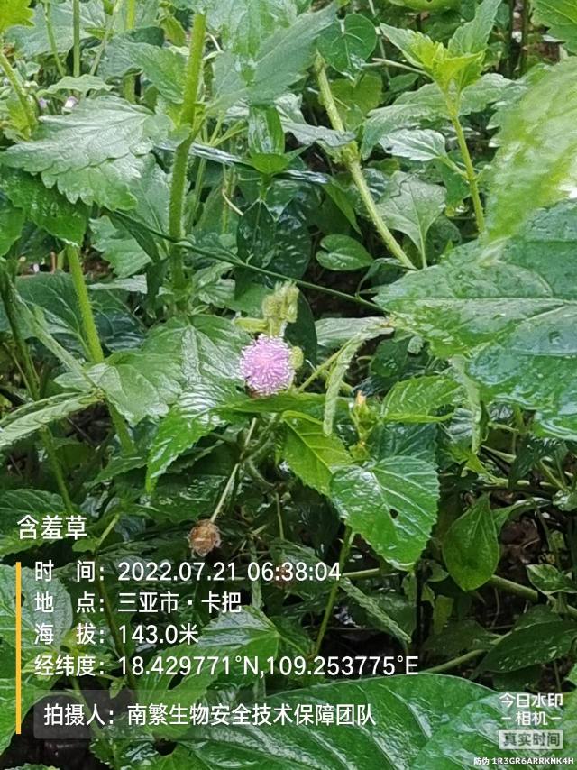 含羞草