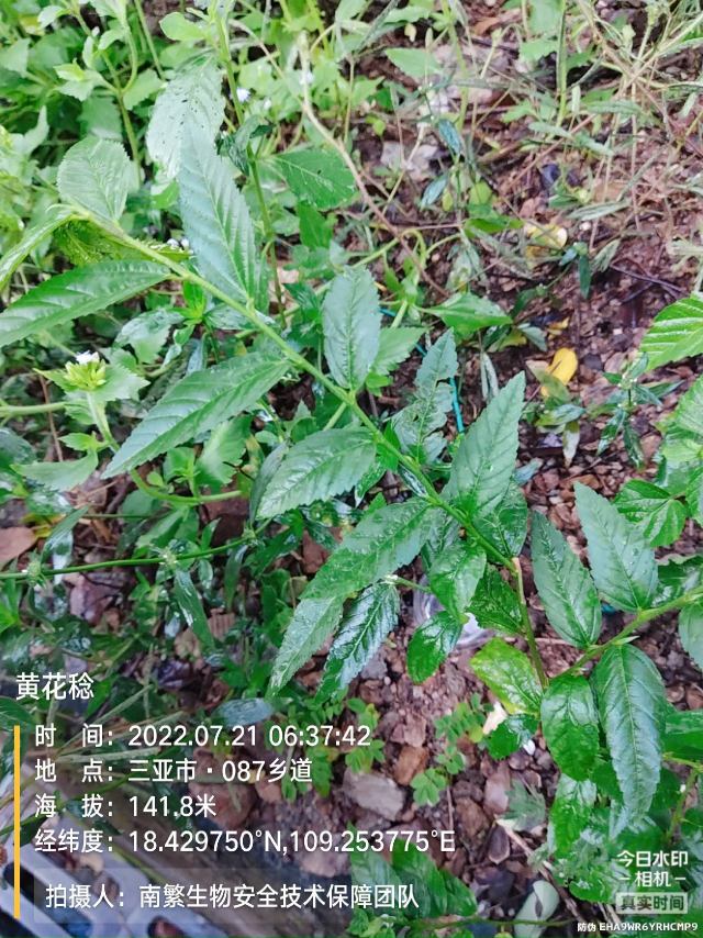 黄花稔