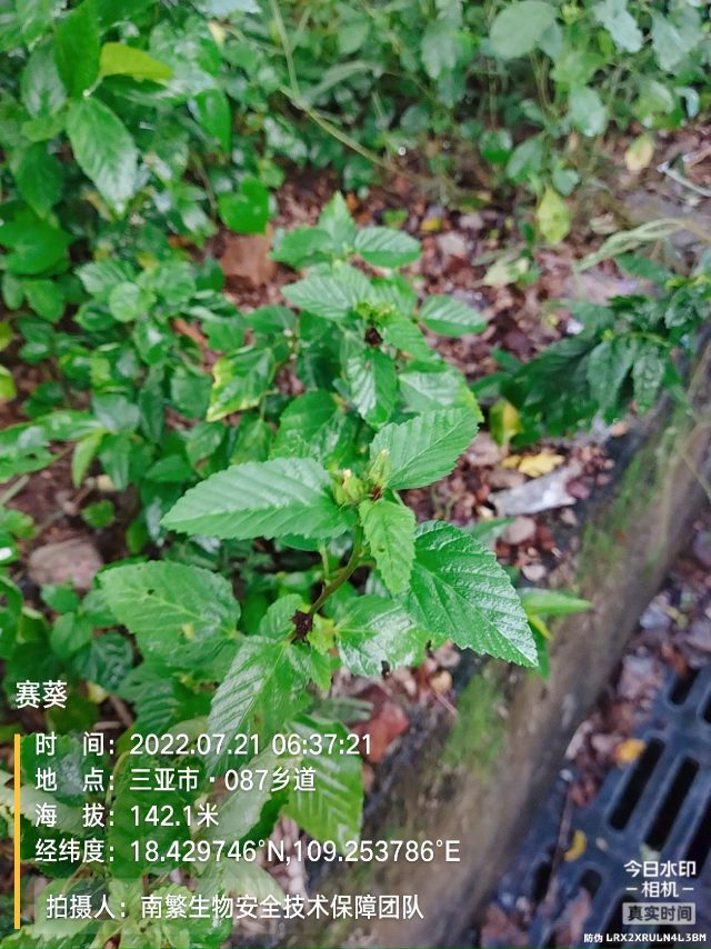 赛葵