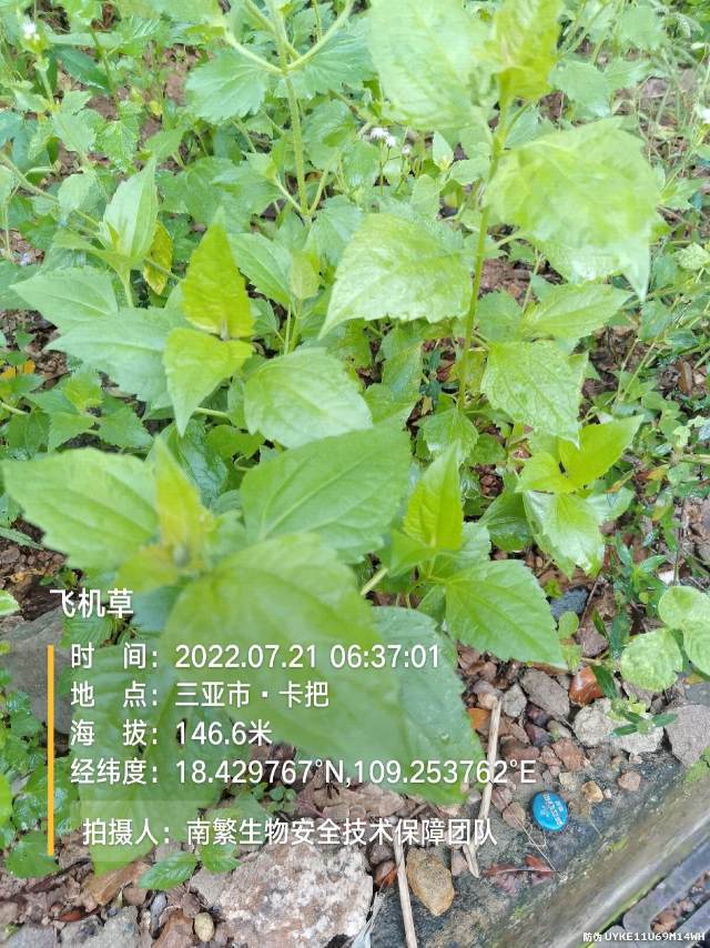飞机草