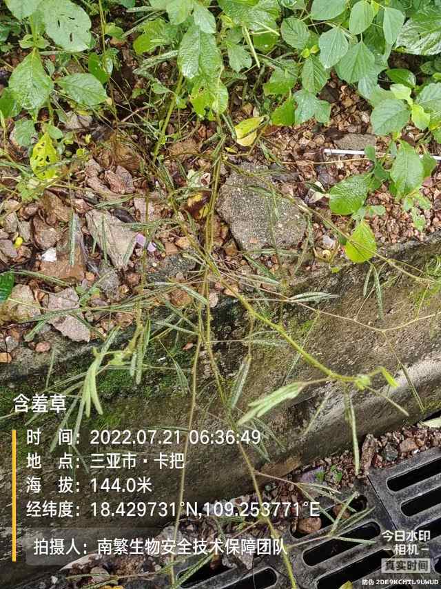 含羞草
