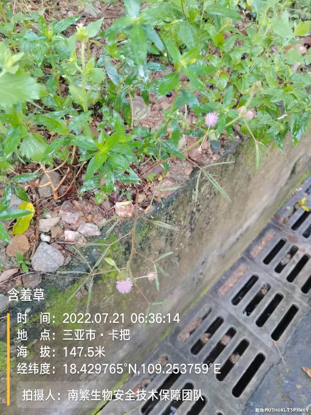 含羞草