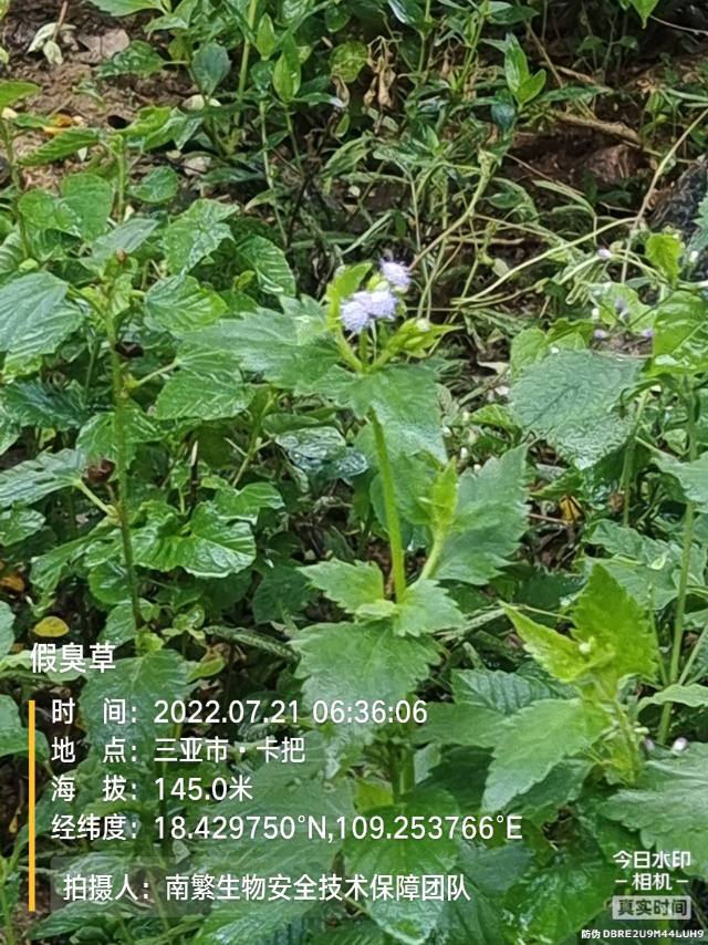 假臭草