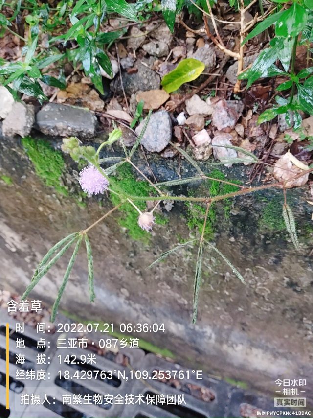含羞草