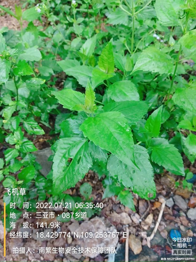 飞机草