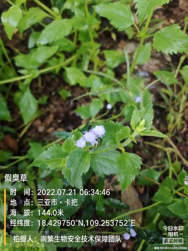 假臭草