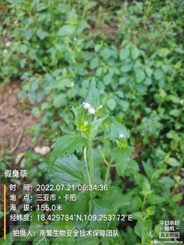 假臭草