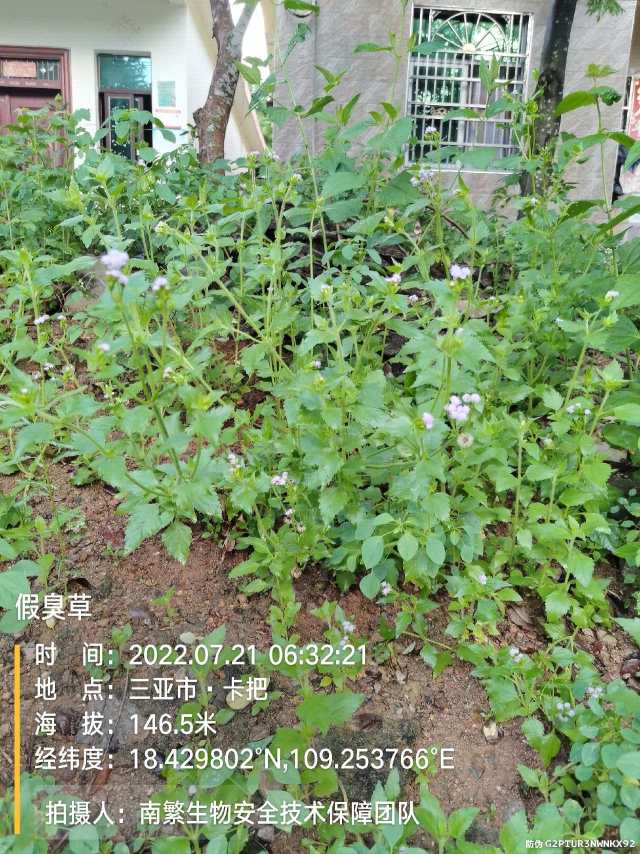 假臭草
